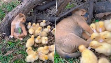 Viral Video: рдирдиреНрд╣реЗ рдмрддреНрддрдЦреЛрдВ рдХреЗ рдмреАрдЪ рдмреИрдардХрд░ рдЭрдкрдХреА рд▓реЗрдиреЗ рд▓рдЧрд╛ рдкрдкреА, рдЬрд╛рдирд╡рд░ рдХреЗ рд╕реЛрддреЗ рд╣реА рдЪреВрдЬреЗ рдХрд░рдиреЗ рд▓рдЧреЗ рдРрд╕реА рд╣рд░рдХрдд