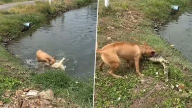 Viral Video: पानी के दैत्य को कुत्ते ने बनाया शिकार, नदी से खींचकर पल भर में निकाल दी मगरमच्छ की सारी हेकड़ी