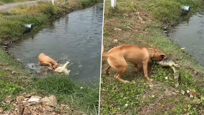 Viral Video: पानी के दैत्य को कुत्ते ने बनाया शिकार, नदी से खींचकर पल भर में निकाल दी मगरमच्छ की सारी हेकड़ी