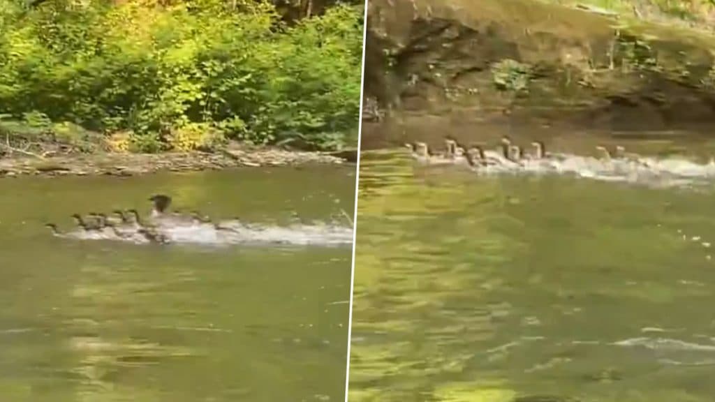 Viral Video: अपने बच्चों के साथ पानी में तेज रफ्तार से तैरती दिखी मां बत्तख, वीडियो देख दंग रह जाएंगे आप