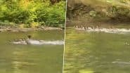 Viral Video: अपने बच्चों के साथ पानी में तेज रफ्तार से तैरती दिखी मां बत्तख, वीडियो देख दंग रह जाएंगे आप