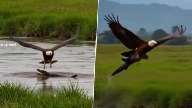 OMG! पलक झपकते ही मगरमच्छ के बच्चे को उड़ा ले शिकारी बाज, Viral Video देख हैरान हो जाएंगे आप
