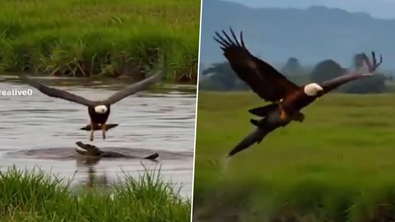 OMG! पलक झपकते ही मगरमच्छ के बच्चे को उड़ा ले शिकारी बाज, Viral Video देख हैरान हो जाएंगे आप