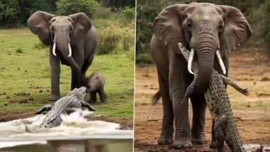Viral Video: मगरमच्छ ने नन्हे हाथी पर हमला करने की कर दी गलती, मां हथिनी ने ऐसे सिखाया सबक
