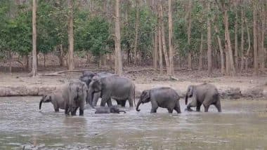 Viral Video: हाथियों के झुंड की कड़ी सुरक्षा के बीच पानी में मस्ती करते नजर आए छोटे हाथी, मनमोहक वीडियो हुआ वायरल
