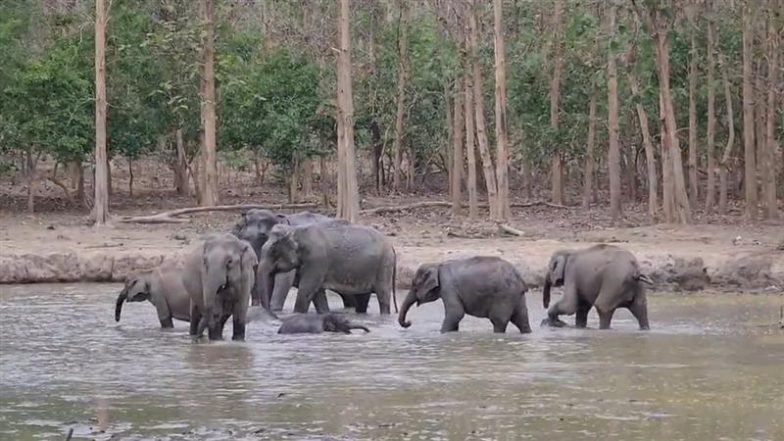 Viral Video: हाथियों के झुंड की कड़ी सुरक्षा के बीच पानी में मस्ती करते नजर आए छोटे हाथी, मनमोहक वीडियो हुआ वायरल