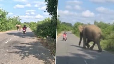 Viral Video: जंगल के बीच बनी सड़क से गुजर रहे स्कूटी सवार को देख हाथी को आया गुस्सा, फिर जो हुआ...