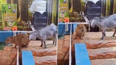 कैपीबारा को बार-बार धक्का मार कर पानी में धकेलने की कोशिश करती दिखी बकरी, Viral Video में देखें आखिर में क्या हुआ?
