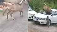 घर के बाहर से गुजर रहा था घोड़ा, तभी अंदर से आकर कुत्ते ने कर दिया हमला (Watch Viral Video)