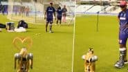 IPL 2025 Robot Dog Champak Performs Namaste: ईडन गार्डन्स में रोबोट डॉग 'चंपक' ने राजस्थान रॉयल्स के कोच राहुल द्रविड़ को किया नमस्ते, देखें वायरल वीडियो