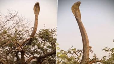 Viral Video: पेड़ पर चढ़ने के बाद कई फुट ऊपर फन फैलाकर बैठा नजर आया किंग कोबरा, नागराज के विशालकाय आकार ने उड़ाए होश