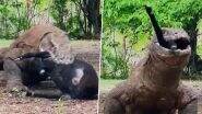 Komodo Dragon: पलक झपकते ही खूंखार कोमोडो ड्रैगन ने निगल ली पूरी बकरी, कमजोर दिल वाले न देखें ये Viral Video