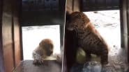 Viral Video: कुएं में गिरने के बाद छटपटाने लगा तेंदुआ, काफी मशक्कत के बाद ऐसे बची जानवर की जान