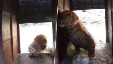 Viral Video: कुएं में गिरने के बाद छटपटाने लगा तेंदुआ, काफी मशक्कत के बाद ऐसे बची जानवर की जान