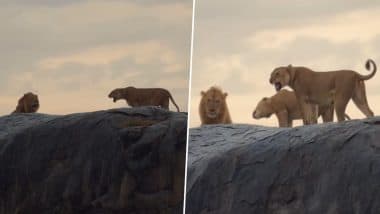 Viral Video: बब्बर शेर से शावकों की सुरक्षा के लिए दो शेरनियों ने दिखाया गजब का साहस, दहाड़ सुनकर कांप उठेगा कलेजा