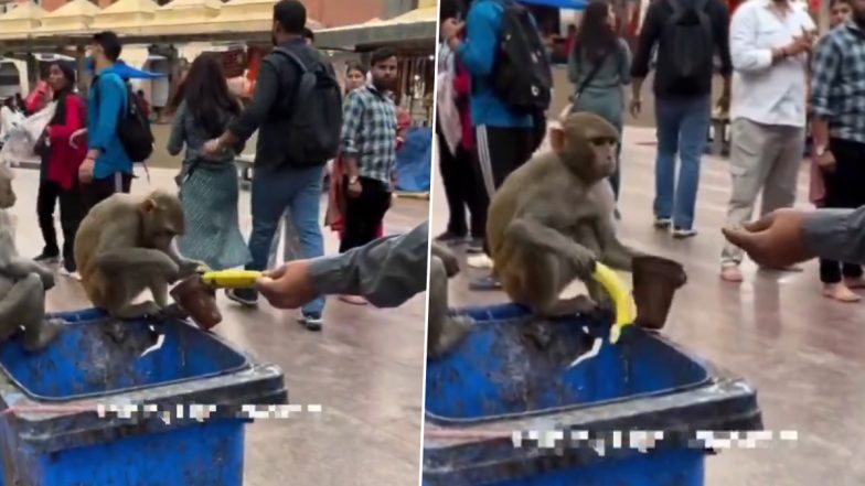 Viral Video: ग्लास में बची लस्सी का स्वाद ले रहे बंदर को शख्स ने दिया केला, फिर हुआ कुछ ऐसा कि हंसते-हंसते लोटपोट हो जाएंगे आप