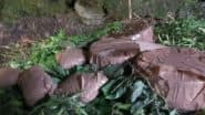 Five IED Recovered in Poonch: जम्मू-कश्मीर में बड़ी साजिश नाकाम! पुंछ में बड़ा आतंकी ठिकाना ध्वस्त, सुरनकोट के जंगलों से 5 जिंदा आइईडी बरामद