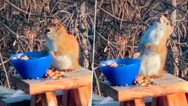Viral Video: फर्मेंटेड नाशपाती खाकर लड़खड़ाने लगी नन्ही गिलहरी, नशे में मदमस्त जीव का वीडियो हुआ वायरल