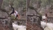 Viral Video: नदी के ऊपर टूटे हुए पेड़ पर चढ़कर स्टंट करने लगी लड़की, फिर हुआ कुछ ऐसा... पल भर में उतर गया सारा नशा