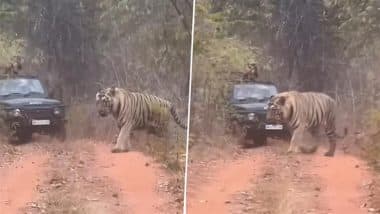 Viral Video: जंगल सफारी के दौरान कैमरे में कैद हुआ विशालकाय बाघ, राजसी शिकारी के विराट रूप को देख हैरान हुए लोग