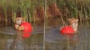 Viral Video: बॉल के साथ तालाब में मस्ती करता दिखा खूंखार बाघ, लोगों को पसंद आया शिकारी जानवर का यह अंदाज