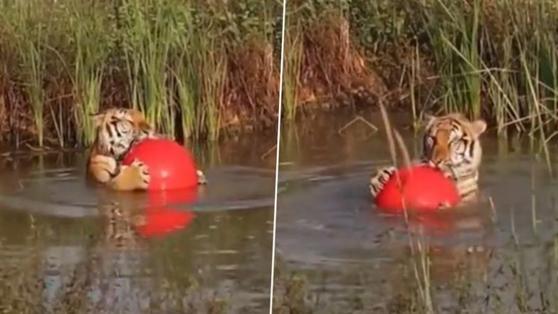 Viral Video: बॉल के साथ तालाब में मस्ती करता दिखा खूंखार बाघ, लोगों को पसंद आया शिकारी जानवर का यह अंदाज