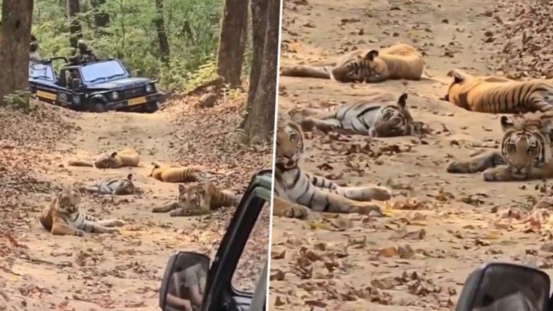 Viral Video: बीच सड़क पर लेटकर आराम फरमाता दिखा पूरा बाघ परिवार, पर्यटकों ने कैमरे में कैद किया अद्भुत नजारा