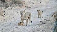 India's Asiatic Lion Population Rises: भारत में एशियाई शेरों की संख्या बढ़ी! देश में वर्तमान में कितनी है जंगल के राजा की संख्या?