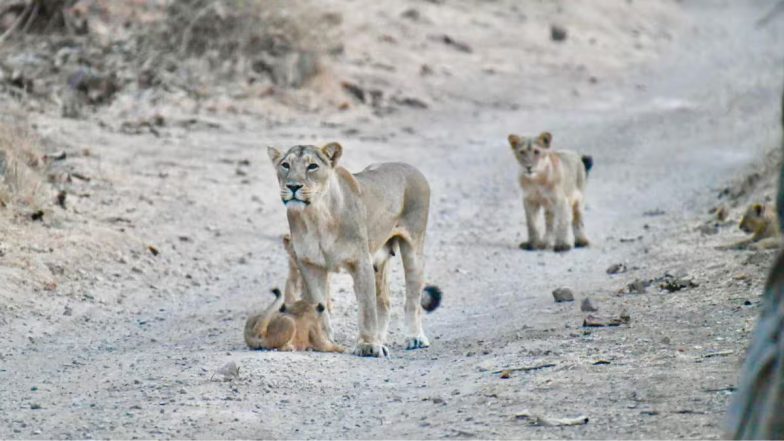 India's Asiatic Lion Population Rises: भारत में एशियाई शेरों की संख्या बढ़ी! देश में वर्तमान में कितनी है जंगल के राजा की संख्या?