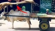 बैल को चिलचिलाती धूप से बचाने के लिए शख्स ने भिड़ाया तगड़ा जुगाड़, वायरल तस्वीर देख आप भी करेंगे सराहना