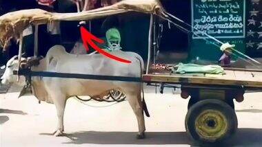बैल को चिलचिलाती धूप से बचाने के लिए शख्स ने भिड़ाया तगड़ा जुगाड़, वायरल तस्वीर देख आप भी करेंगे सराहना