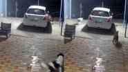 Viral Video: तेंदुए से बचने के लिए लुका-छुपी खेलने लगा कुत्ता, फिर किया कुछ ऐसा कि उल्टे पांव भागा शिकारी