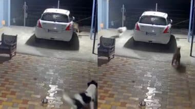 Viral Video: तेंदुए से बचने के लिए लुका-छुपी खेलने लगा कुत्ता, फिर किया कुछ ऐसा कि उल्टे पांव भागा शिकारी