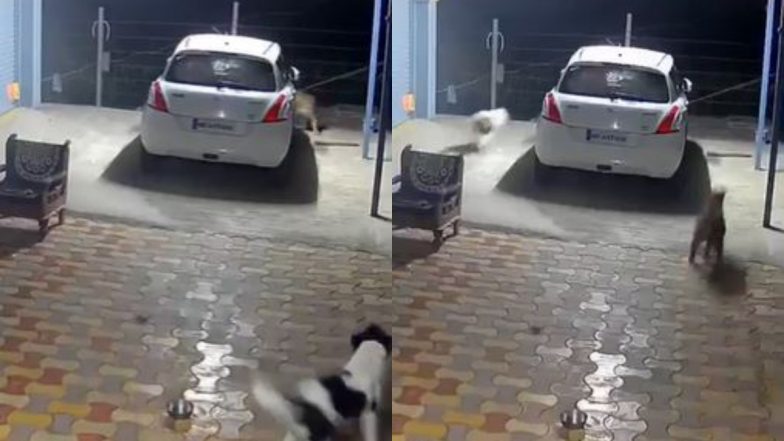 Viral Video: तेंदुए से बचने के लिए लुका-छुपी खेलने लगा कुत्ता, फिर किया कुछ ऐसा कि उल्टे पांव भागा शिकारी