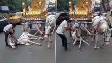 Video: जमीन पर गर्मी से बेहोश पड़ा था घोड़ा, हेंडलर ने पीटा, घसीट कर उठाया; अब जांच में जुटी कोलकाता पुलिस Video: जमीन पर गर्मी से बेहोश पड़ा था घोड़ा, हेंडलर ने पीटा, घसीट कर उठाया; अब जांच में जुटी कोलकाता पुलिस