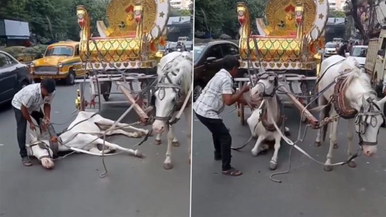Video: जमीन पर गर्मी से बेहोश पड़ा था घोड़ा, हेंडलर ने पीटा, घसीट कर उठाया; अब जांच में जुटी कोलकाता पुलिस