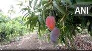Miyazaki Mango Pune: दुनिया का सबसे महंगा आम पुणे जिले के खेत में होता है, किसान फारूक इनामदार के खेती का प्रयोग हुआ सफल (Watch Video)