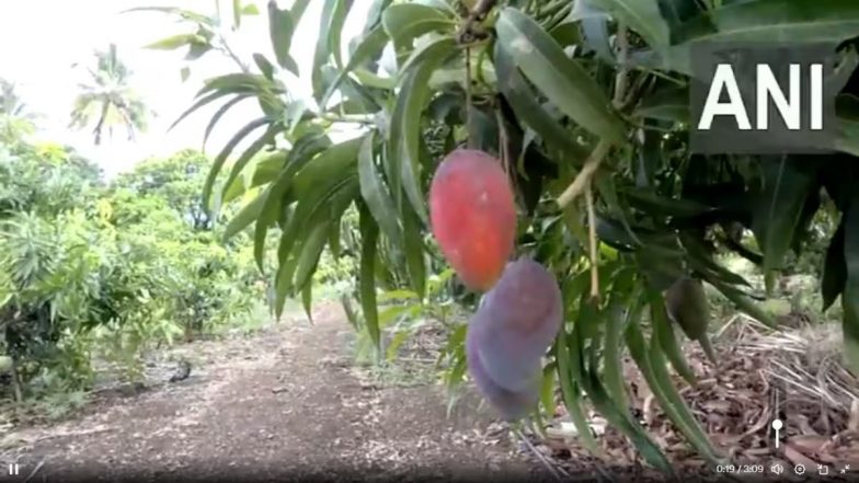 Miyazaki Mango Pune: दुनिया का सबसे महंगा आम पुणे जिले के खेत में होता है, किसान फारूक इनामदार के खेती का प्रयोग हुआ सफल (Watch Video)
