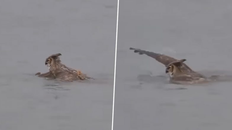 Viral Video: उड़ने वाले उल्लू को क्या आपने पानी में तैरते देखा है? पक्षी के इस कौशल को देखकर दंग रह जाएंगे आप