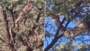 Python Viral Video: अफ्रीका के जंगलों में पेड़ पर चढ़ता दिखा विशालकाय अजगर, नजारा देखकर उड़े जाएंगे आपके होश