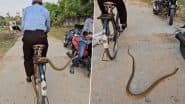 Viral Video: चलती साइकिल के कैरियर पर फन फैलाकर सवारी करता दिखा लंबा-चौड़ा सांप, फिर जो हुआ....