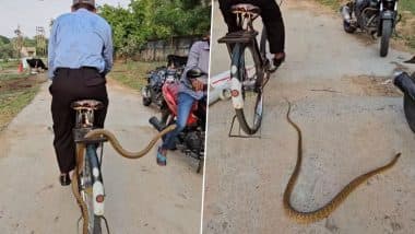 Viral Video: चलती साइकिल के कैरियर पर फन फैलाकर सवारी करता दिखा लंबा-चौड़ा सांप, फिर जो हुआ....