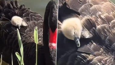 स्वान की पीठ पर सवार होकर आराम फरमाता दिखा बच्चा, दिल जीत लेगा यह मनमोहक Viral Video स्वान की पीठ पर सवार होकर आराम फरमाता दिखा बच्चा, दिल जीत लेगा यह मनमोहक Viral Video