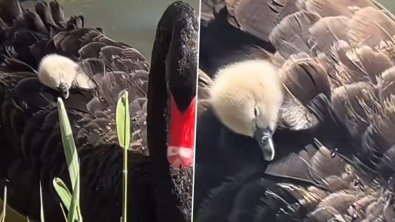 स्वान की पीठ पर सवार होकर आराम फरमाता दिखा बच्चा, दिल जीत लेगा यह मनमोहक Viral Video