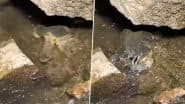 पानी में घात लगाकर बैठे कछुए ने किया सांप पर अटैक, पल भर में नागराज को बना लिया अपना शिकार (Watch Viral Video)