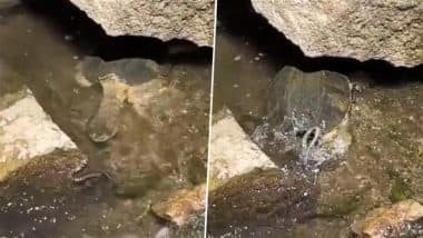 पानी में घात लगाकर बैठे कछुए ने किया सांप पर अटैक, पल भर में नागराज को बना लिया अपना शिकार (Watch Viral Video)