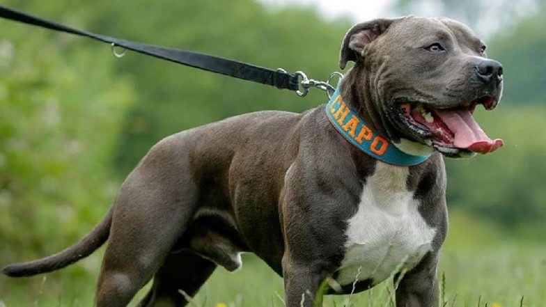 Jhansi Shocker: पड़ोसन से मिलने उसके घर गई थी महिला, पालतू Pitbull ने किया जानलेवा हमला, VIDEO वायरल