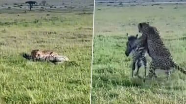शिकारी की ताकत के आगे हार गई मां की ममता, खूंखार तेंदुए से बच्चे को बचाने में नाकाम रही मां जेब्रा (Watch Viral Video)