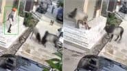 Bull Attack in Kota: राजस्थान में दो सांडों के बीच लड़ाई में बुजुर्ग की मौत, चौंकाने वाला वीडियो आया सामने