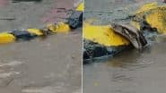 Python in Flood Water: नवी मुंबई बारिश के पानी में बहकर आया विशाल अजगर, वायरल वीडियो देख लोग हैरान